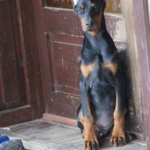 Doberman štenci