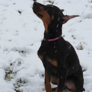 Doberman štenci