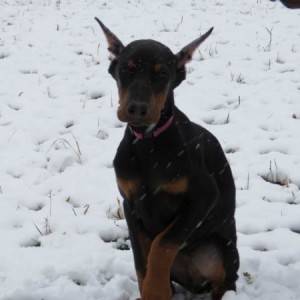 Doberman štenci