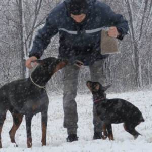 Doberman štenci