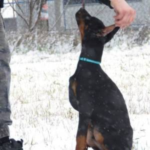 Doberman štenci