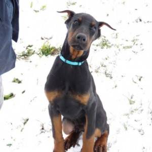 Doberman štenci