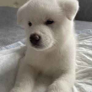 Akita inu japanska i Americka stenci