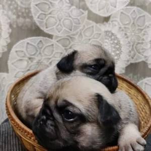 Engleski Buldog i Mops stenci