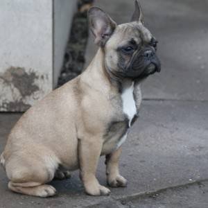 Francuski buldog žensko štene