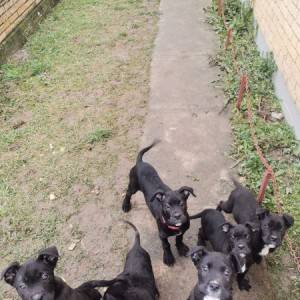 Cane cors