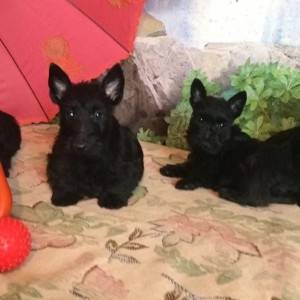 Skotski terijer i Maltipoo terijer stenci