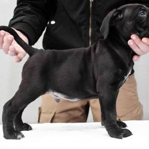 Cane Corso Kane Korso štenci