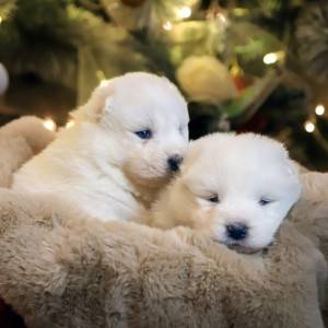 Samojed štenci