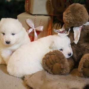 Samojed štenci
