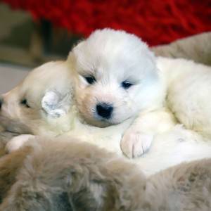 Samojed štenci