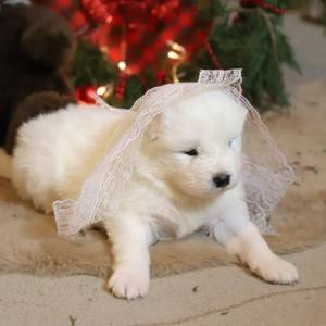 Samojed štenci