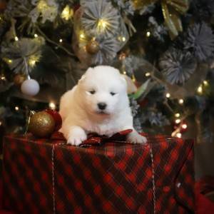 Samojed štenci