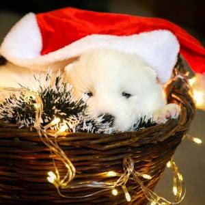 Samojed štenci