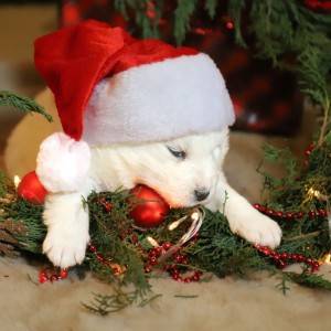Samojed štenci