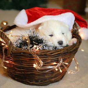 Samojed štenci