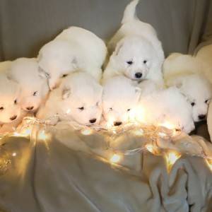 Samojed štenci