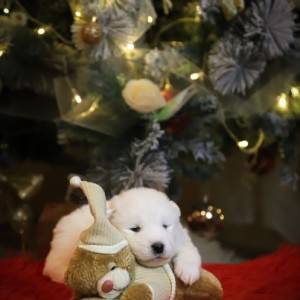 Samojed štenci