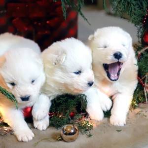 Samojed štenci