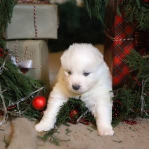 Samojed štenci