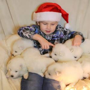 Samojed štenci