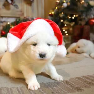 Samojed štenci