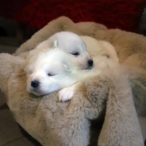 Samojed štenci