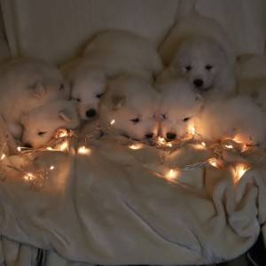 Samojed štenci