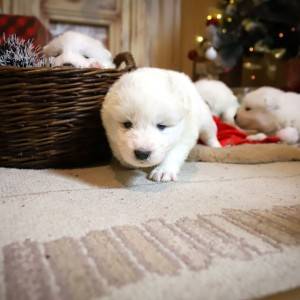 Samojed štenci