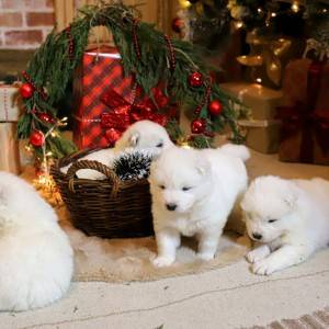 Samojed štenci