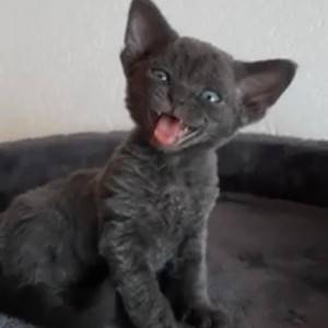 Dostupni Devon Rex plavooki mačići