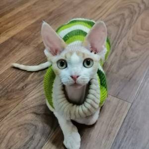 Dostupni Devon Rex plavooki mačići