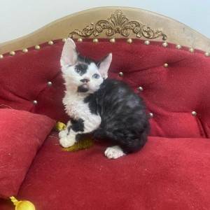 Dostupni Devon Rex plavooki mačići