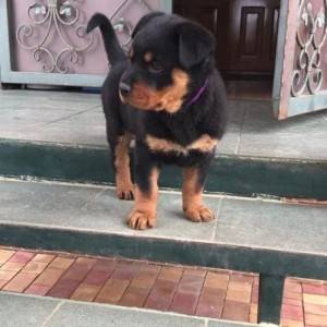 Rotvajler i Doberman stenci