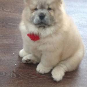 Chow Chow i Vajmarski pticar stenci