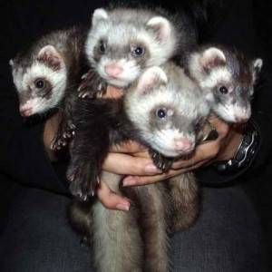 Africki tvor,Ferret