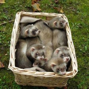Africki tvor,Ferret