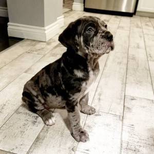 preostala su dva zapanjujuća šteneta cane corso