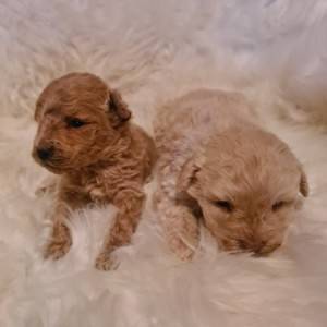 Maltipoo štenci