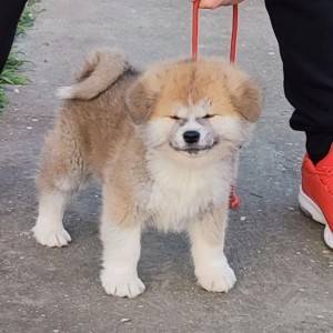 Japanska Akita inu