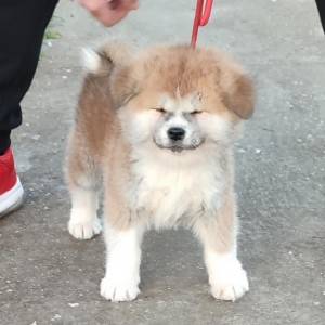 Japanska Akita inu