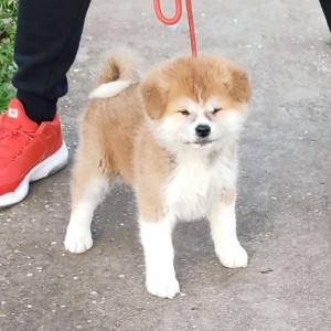 Japanska Akita inu