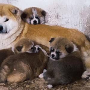 Japanska Akita inu