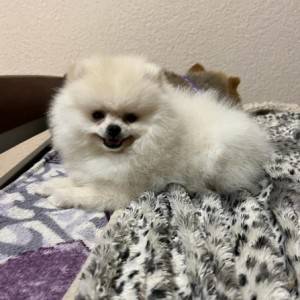 Pomeranac MINI štene