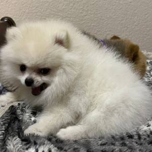 Pomeranac MINI štene