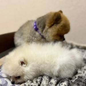 Pomeranac MINI štene