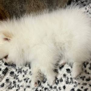 Pomeranac MINI štene