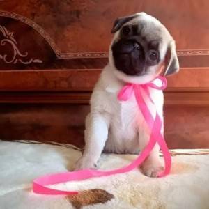 Engleski Buldog i Mops stenci
