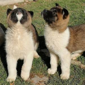 Američka Akita štenci