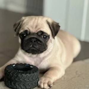 Mops i Si-cu stenci